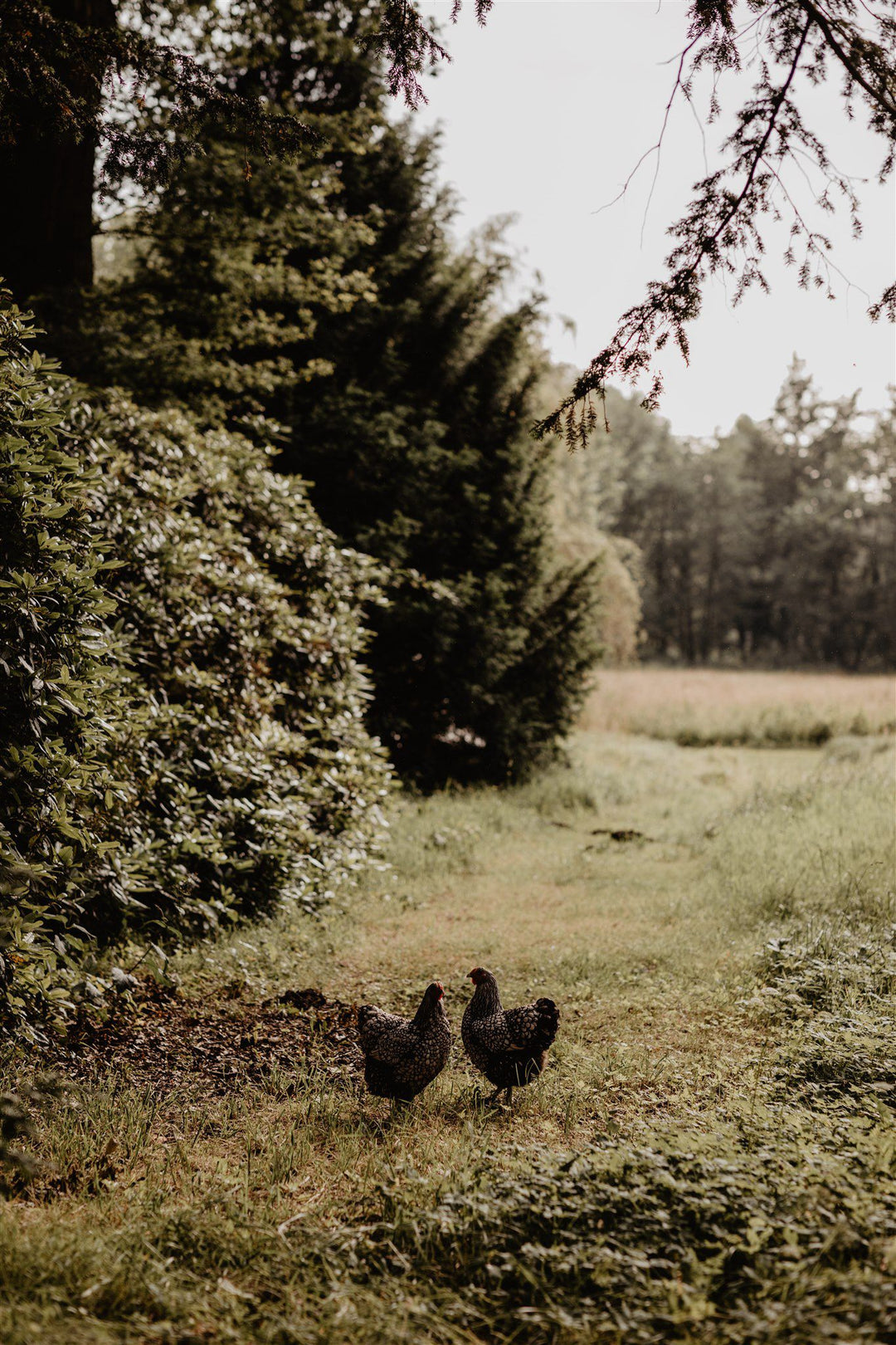 Lentevuur – A Spring Gathering to Celebrate Motherhood (FREE)